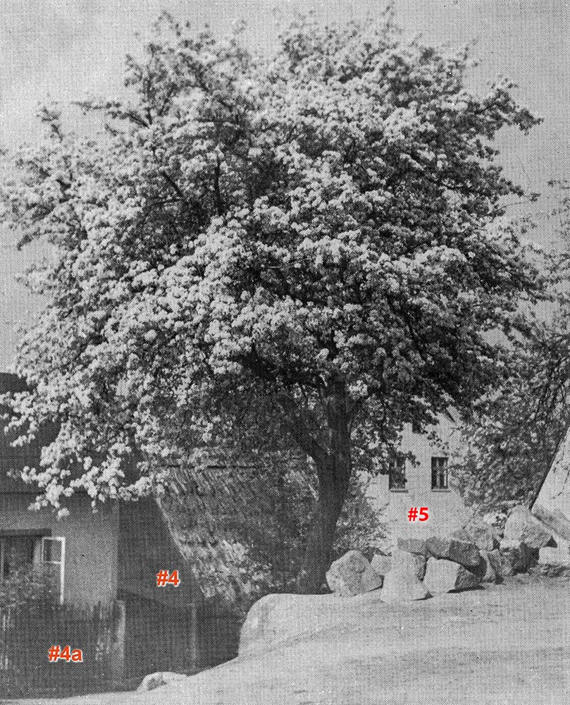 Holzbirnbaum am Kutscherberg